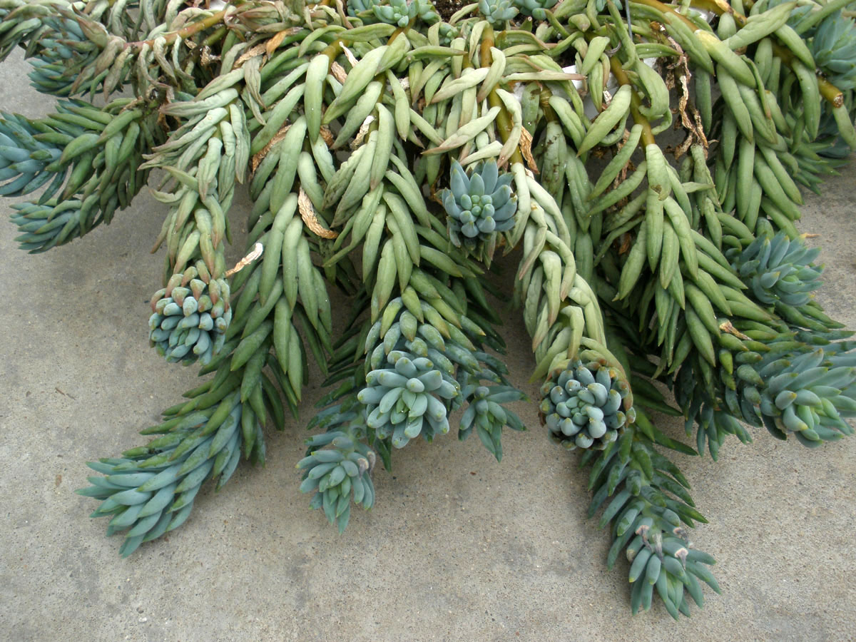 سدم مورگانیانوم